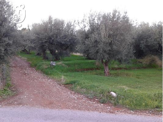ΠΩΛΗΣΗ ΟΙΚΟΠΕΔΟΥ (ΑΙΓΙΟ)